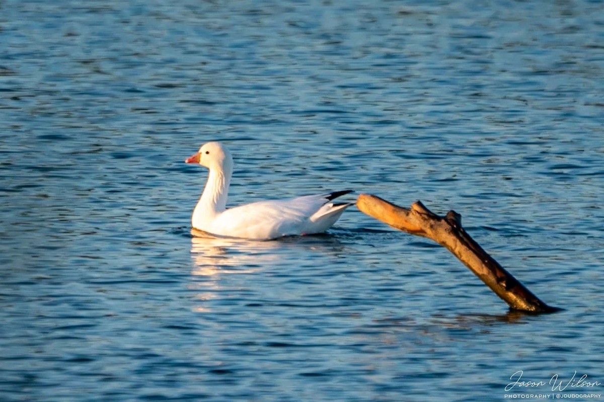 Ross's Goose - ML611104321
