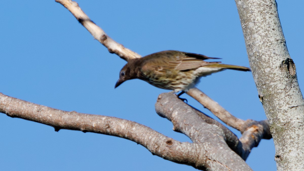 Australasian Figbird - ML611104327