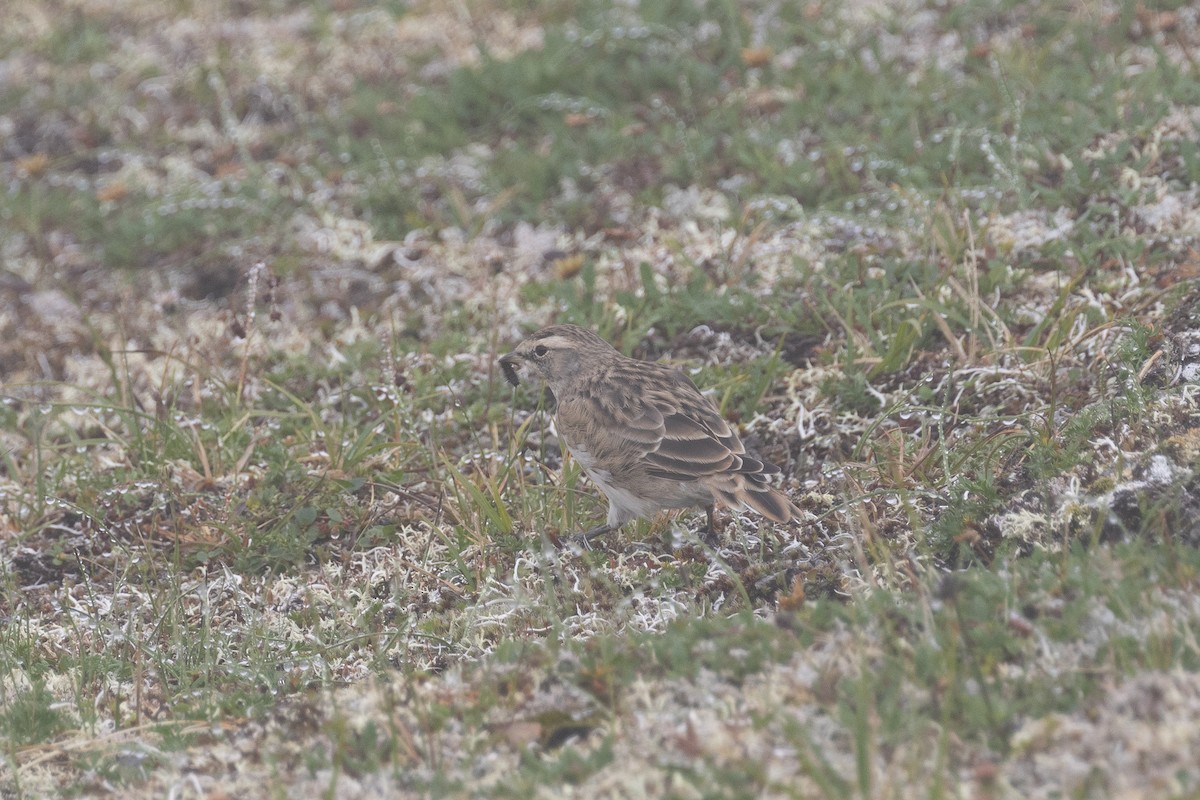 Horned Lark - Evan Buck