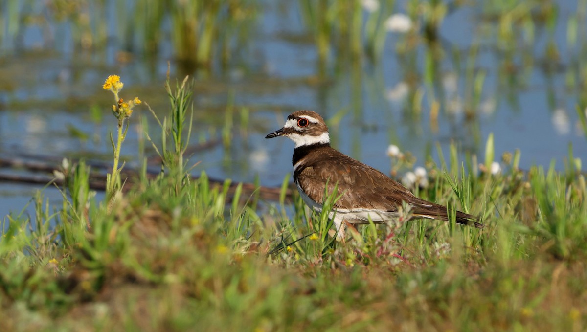 Killdeer - ML611104344