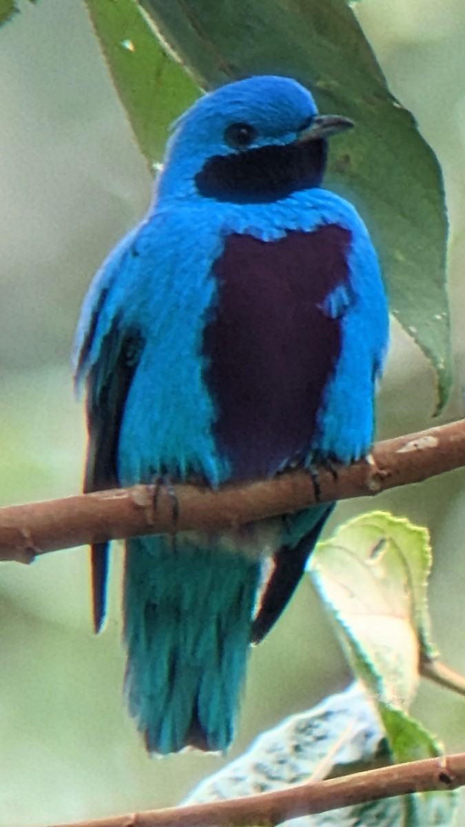 Lovely Cotinga - ML611104432