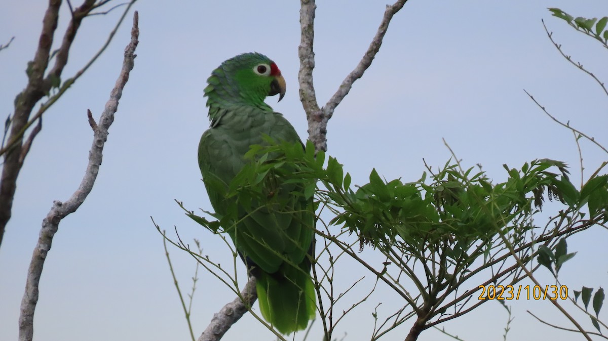 Red-lored Parrot - ML611104436