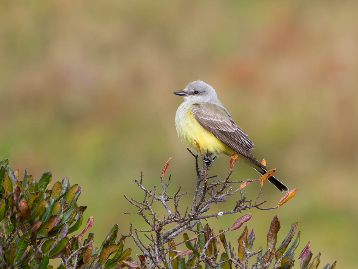 Western Kingbird - ML611104451