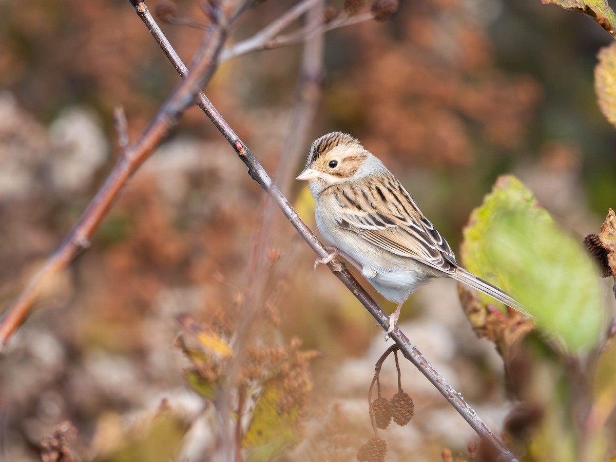 Clay-colored Sparrow - ML611104460
