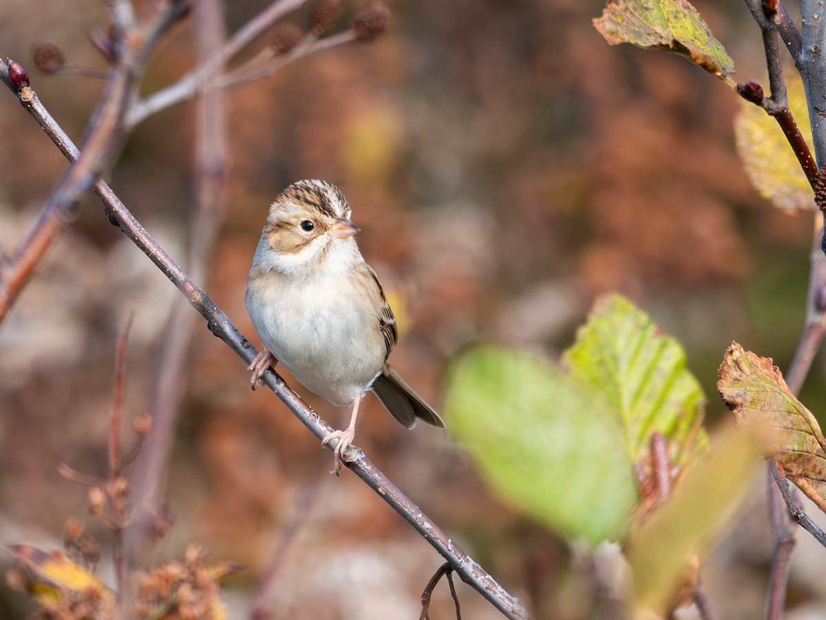 Clay-colored Sparrow - ML611104461