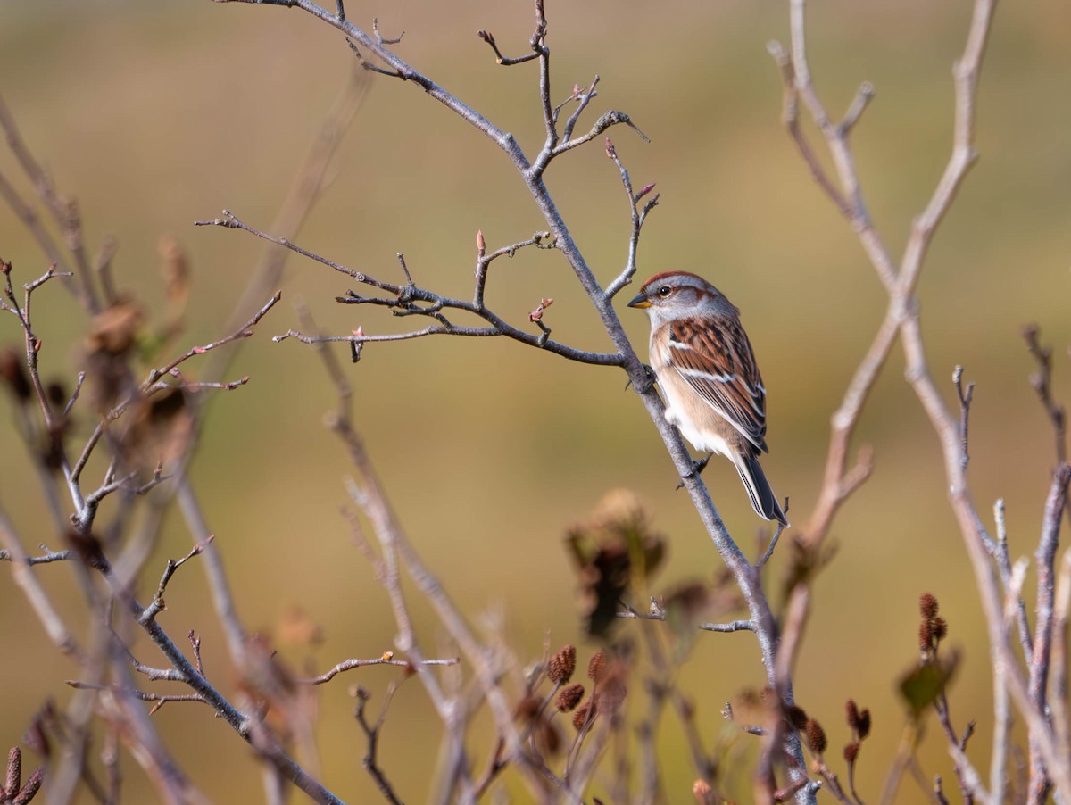 American Tree Sparrow - ML611104468