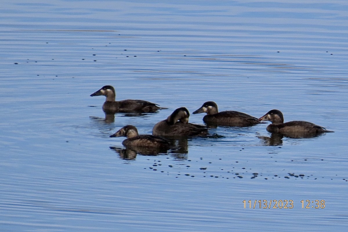 Surf Scoter - Brian Iverson