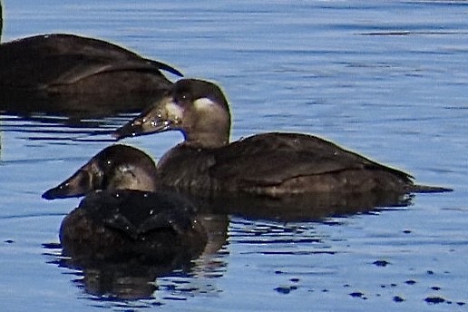 Surf Scoter - ML611104479