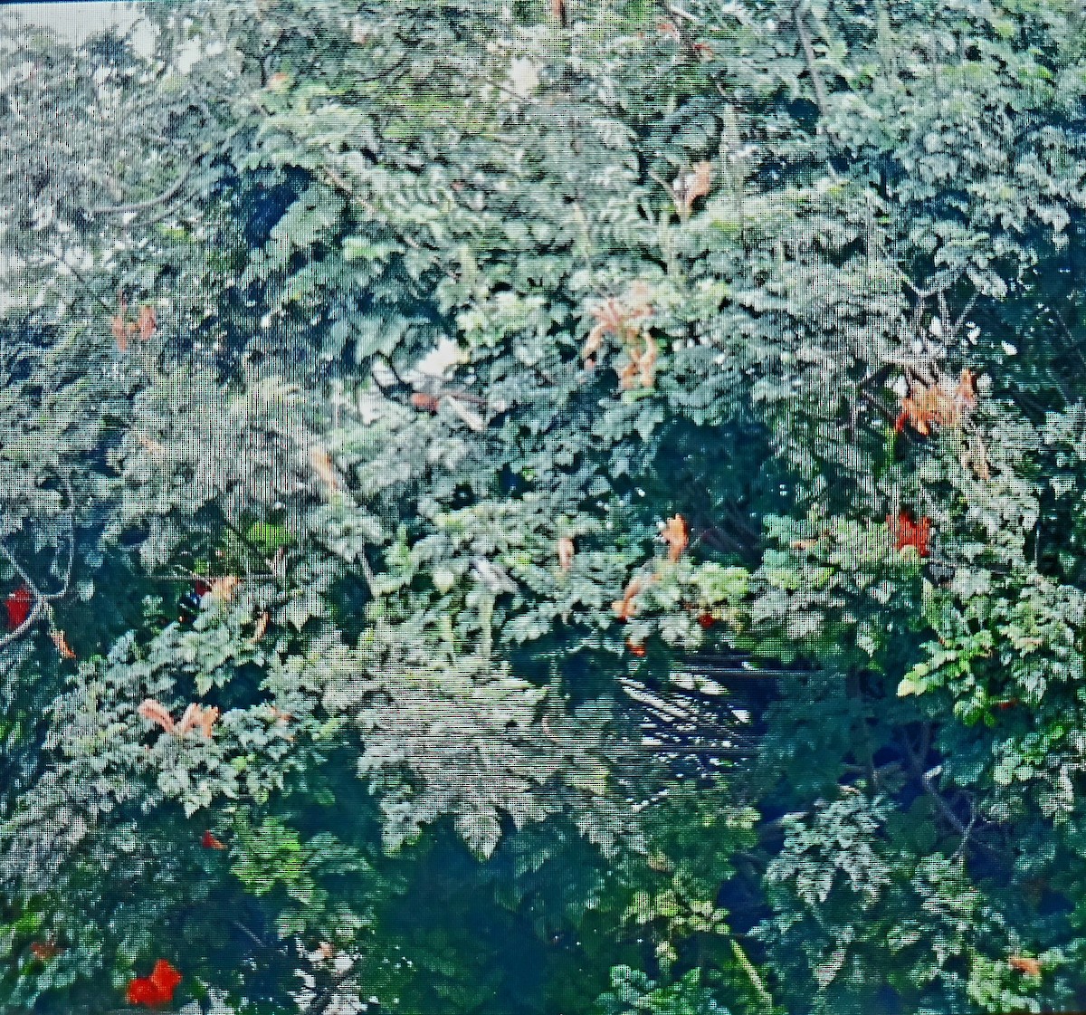 Costa's Hummingbird - ML611104577