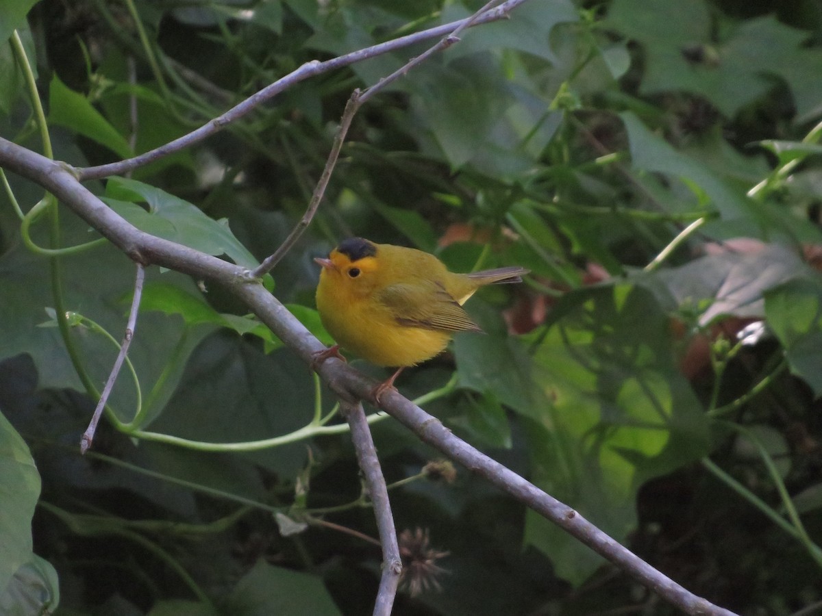 Wilson's Warbler - ML611104579