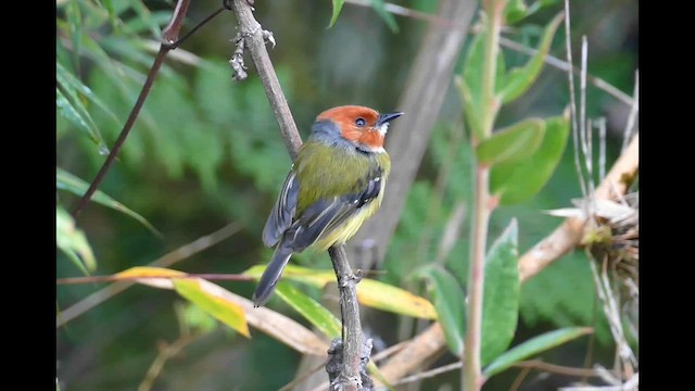 Johnson's Tody-Flycatcher - ML611104611