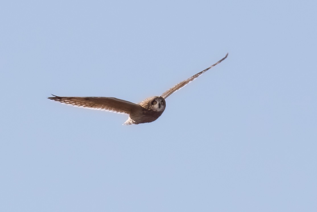 Short-eared Owl - ML611104624