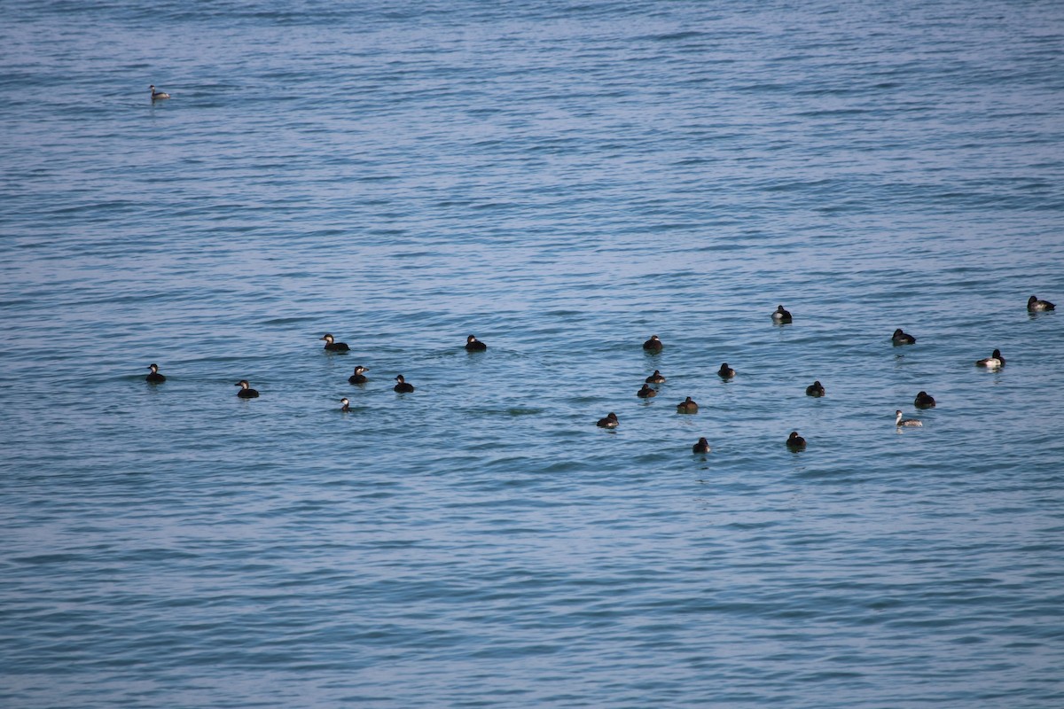 アラナミキンクロ - ML611104650