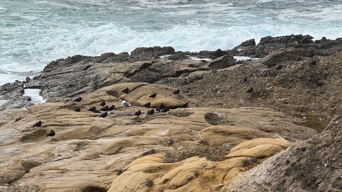 Black Oystercatcher - ML611104662