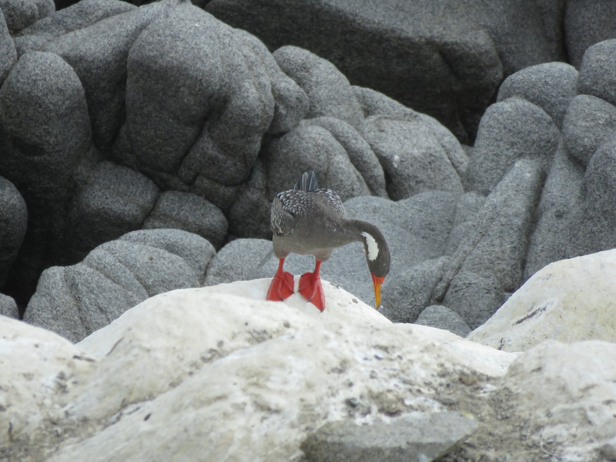 Red-legged Cormorant - ML611104720