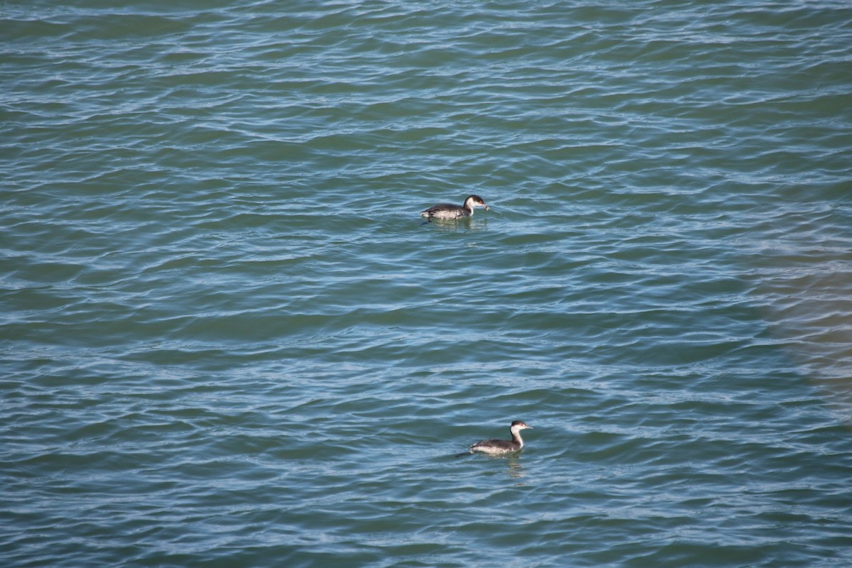 Horned Grebe - ML611104728