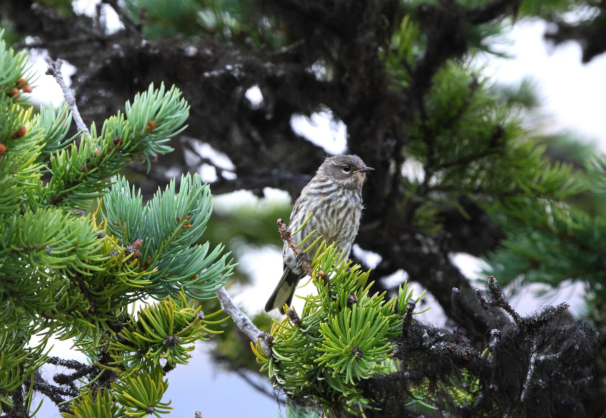 Yellow-rumped Warbler - ML611104737