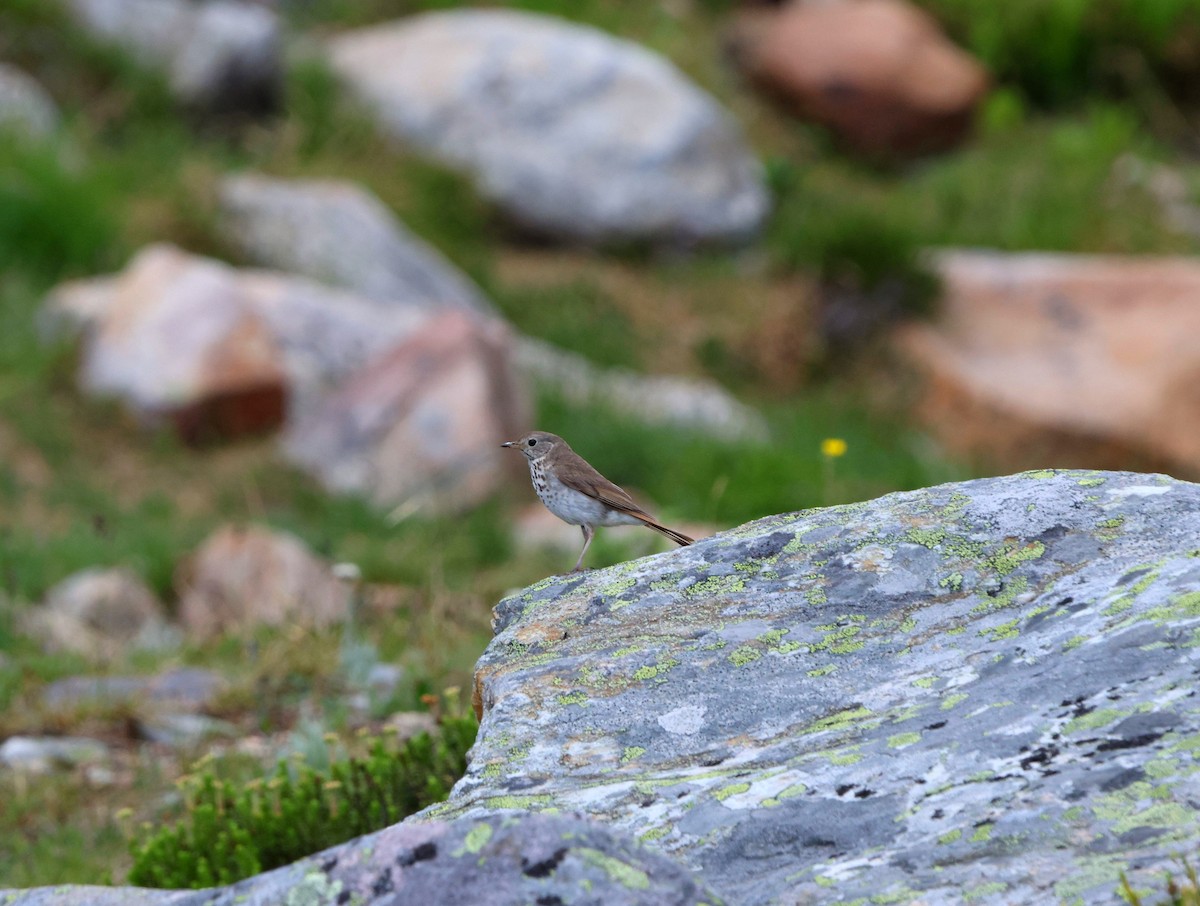 Hermit Thrush - ML611104749