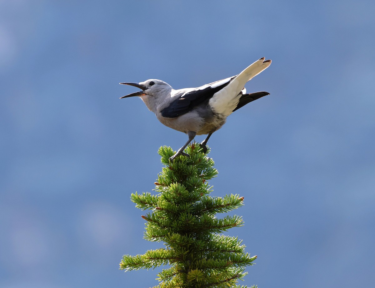 Clark's Nutcracker - James A