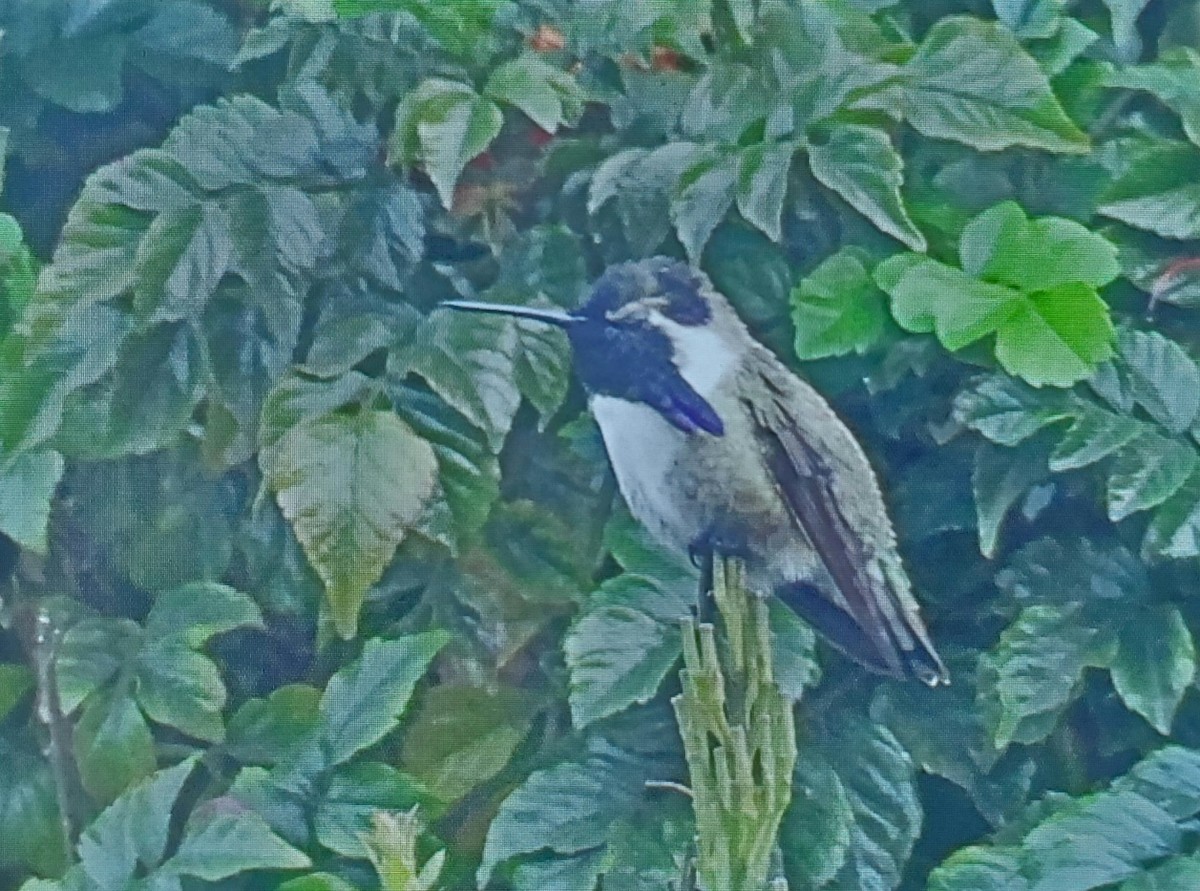 Costa's Hummingbird - ML611104767