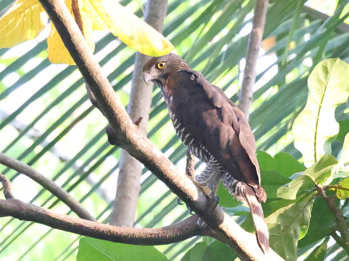 Sulawesi Hawk-Eagle - ML611104791