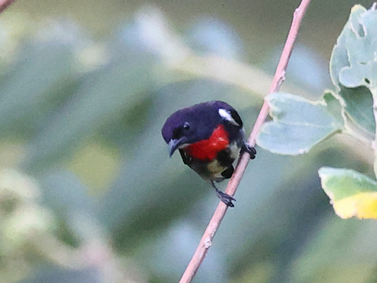 Gray-sided Flowerpecker - ML611104796