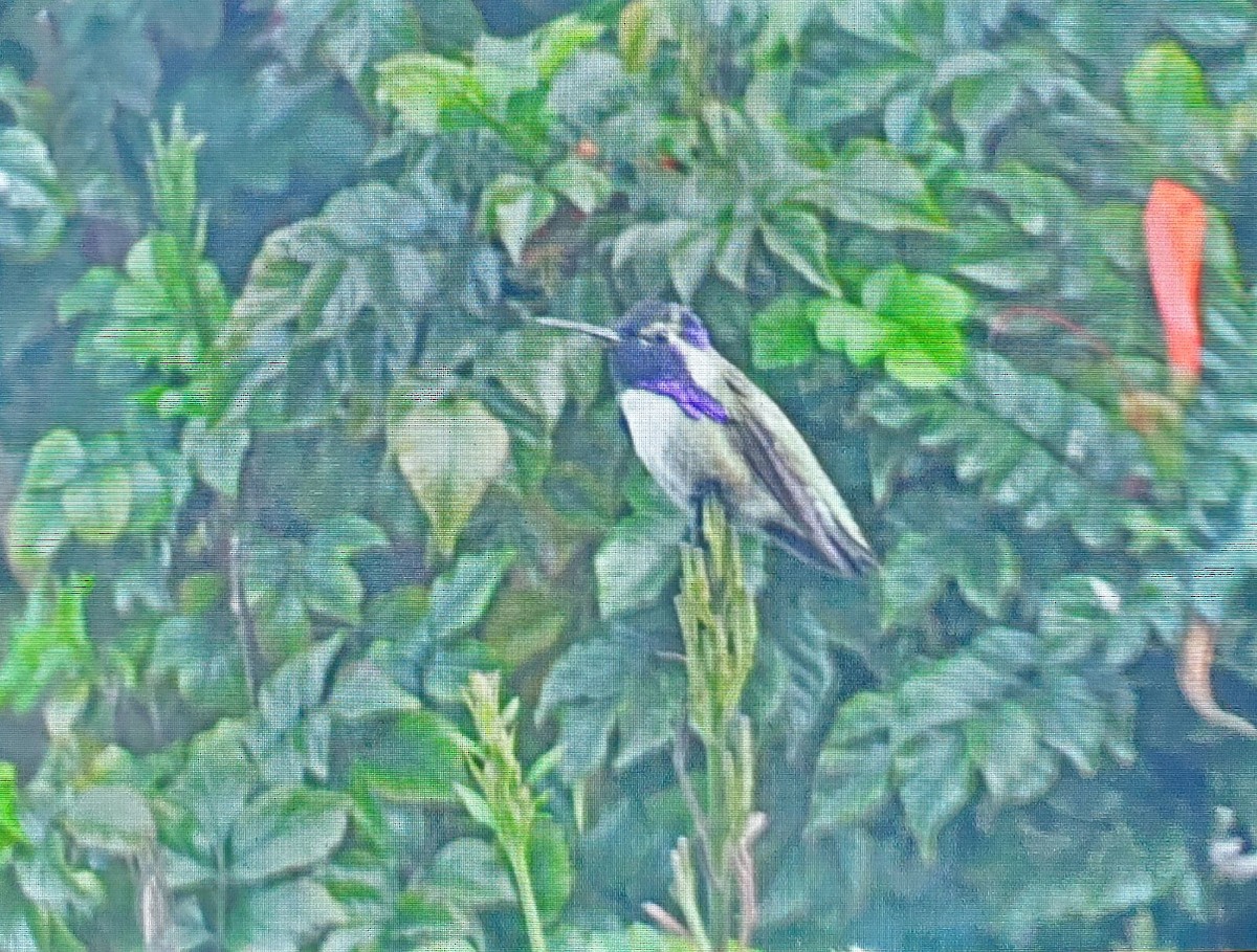 Costa's Hummingbird - ML611104837