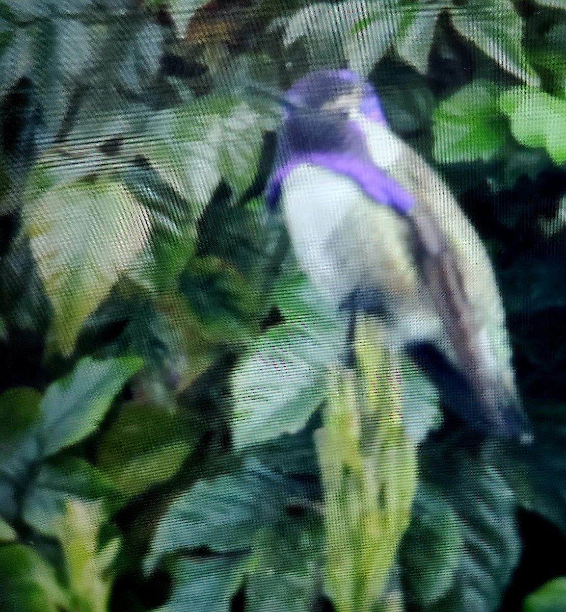 Costa's Hummingbird - ML611104868
