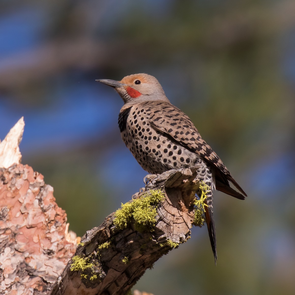 Northern Flicker (Red-shafted) - ML61110501