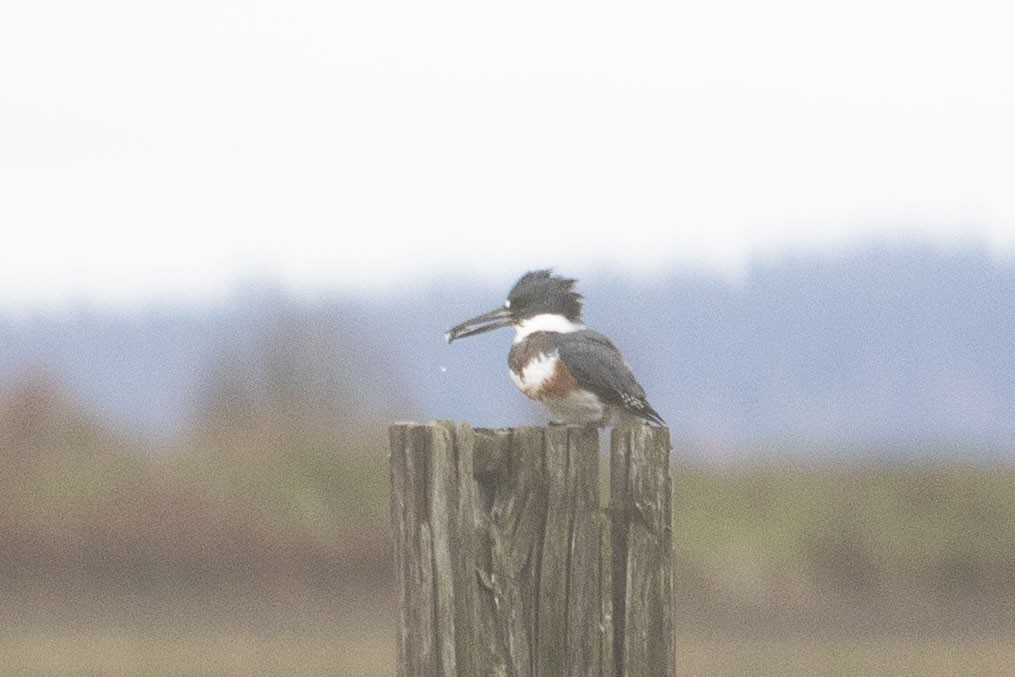 Belted Kingfisher - ML611105018