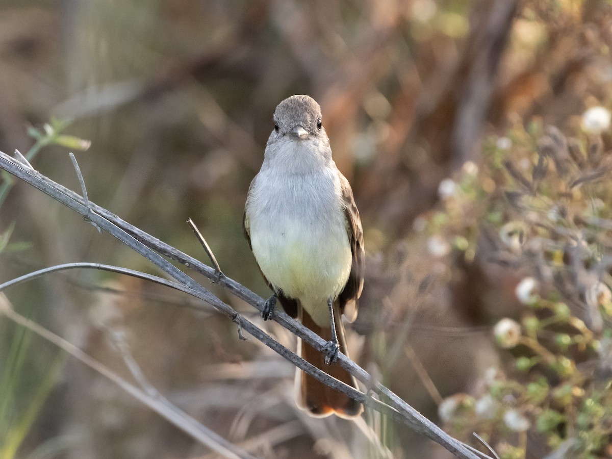 Ash-throated Flycatcher - ML611105048