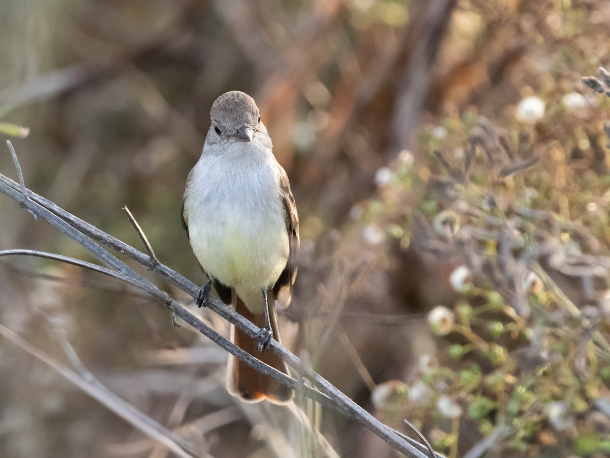 Ash-throated Flycatcher - ML611105049