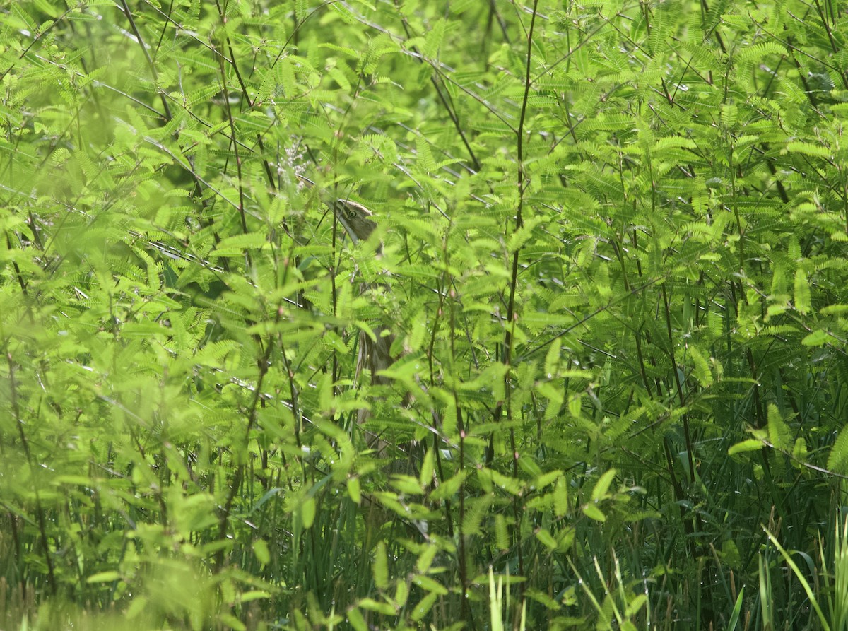 American Bittern - ML611105072