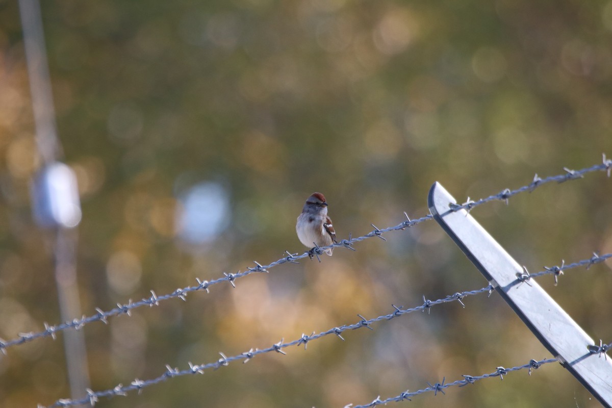 ムナフヒメドリ - ML611105104