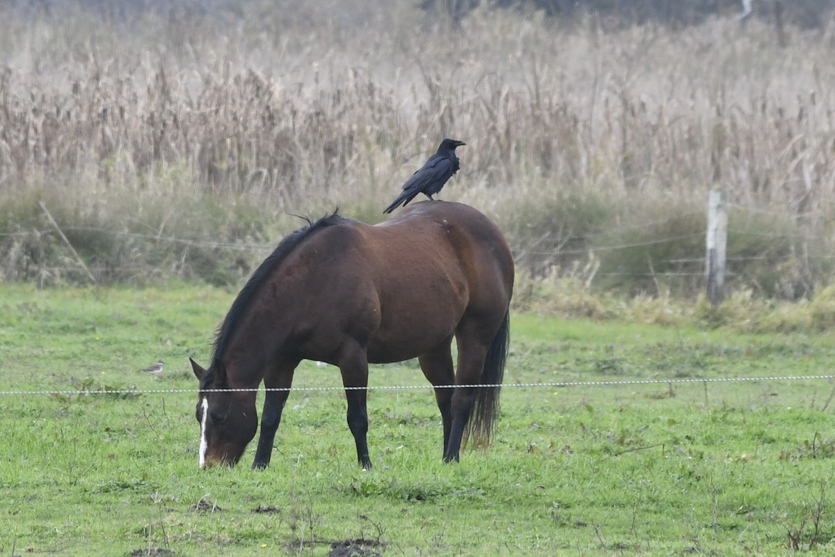 Common Raven - ML611105110