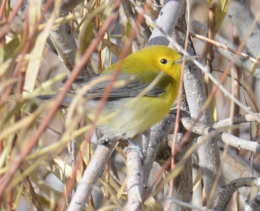 Prothonotary Warbler - ML611105190