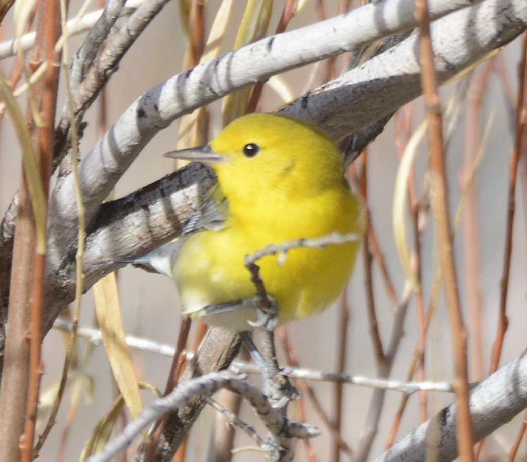 Prothonotary Warbler - Nora Livingston
