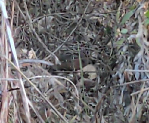 American Woodcock - ML611105238