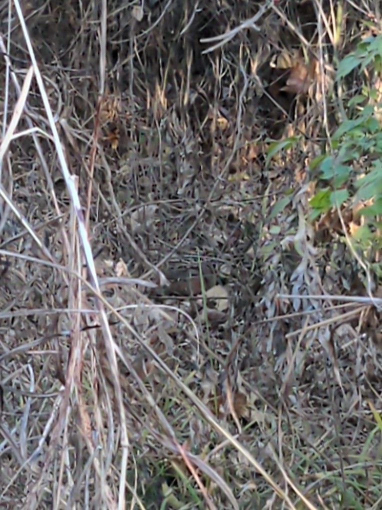 American Woodcock - ML611105240