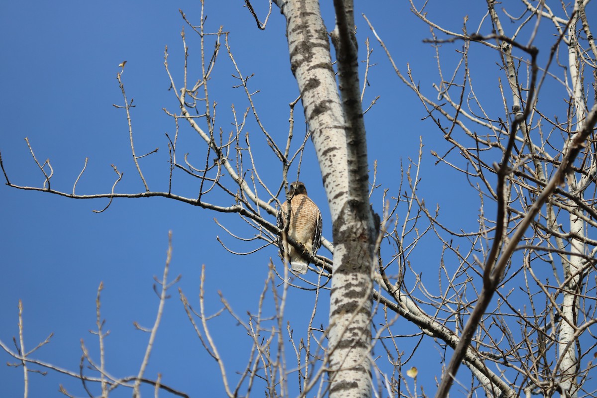 Red-shouldered Hawk - Rayka Petkova