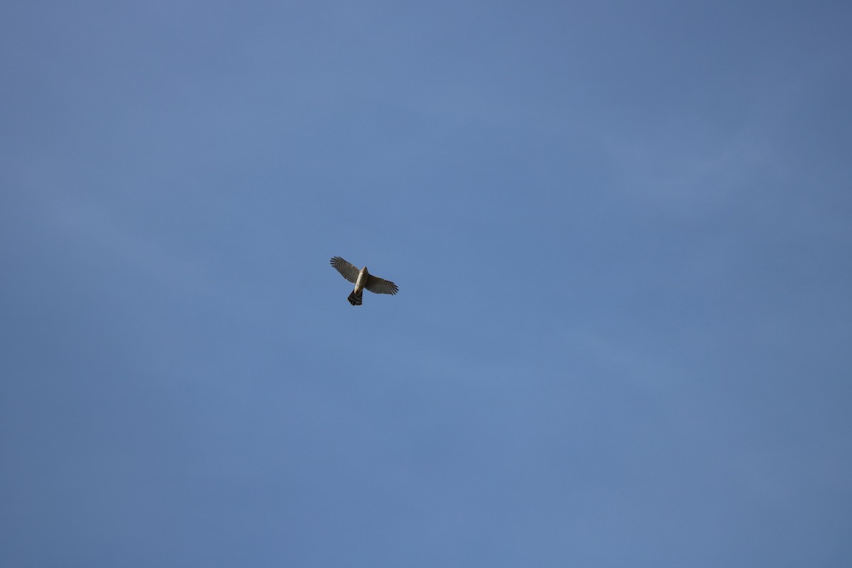 Cooper's Hawk - ML611105280