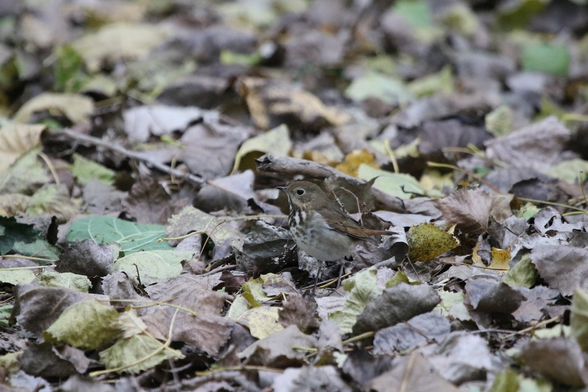 Hermit Thrush - ML611105324