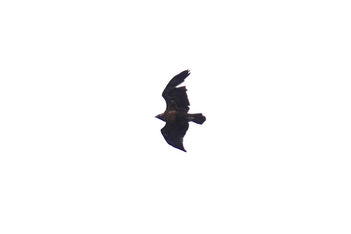 Black-chested Buzzard-Eagle - ML611105335