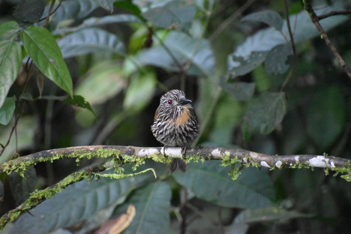 White-chested Puffbird - ML611105378