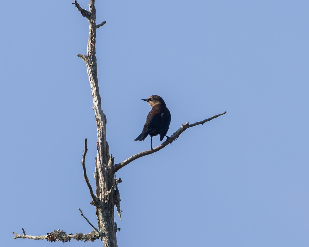 Rusty Blackbird - ML611105386