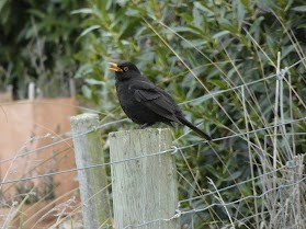 Eurasian Blackbird - ML611105404