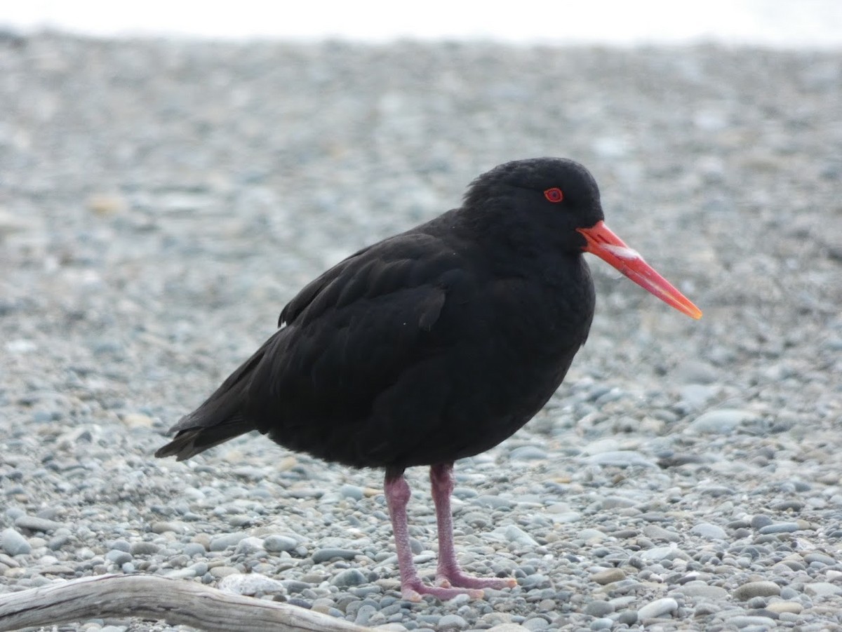 Variable Oystercatcher - ML611105411