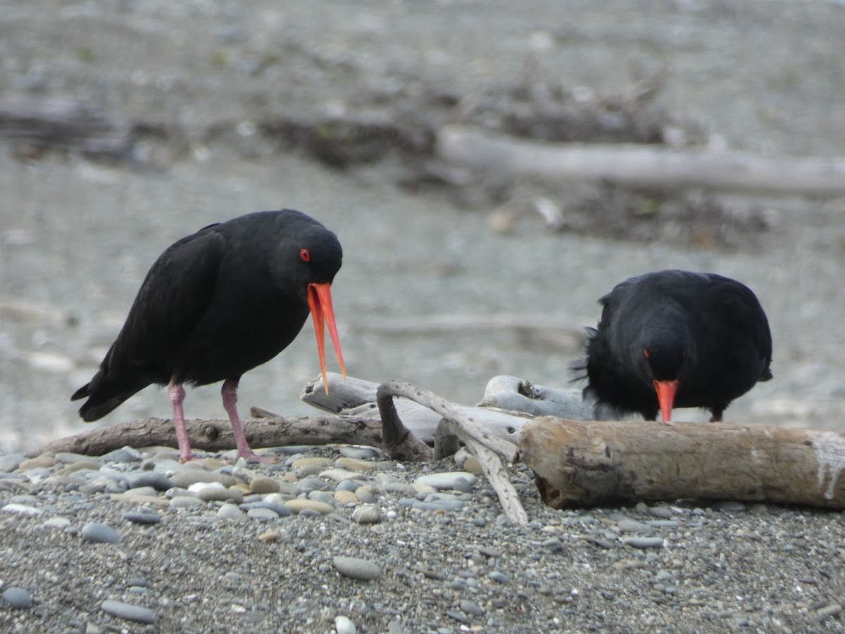 Variable Oystercatcher - ML611105416