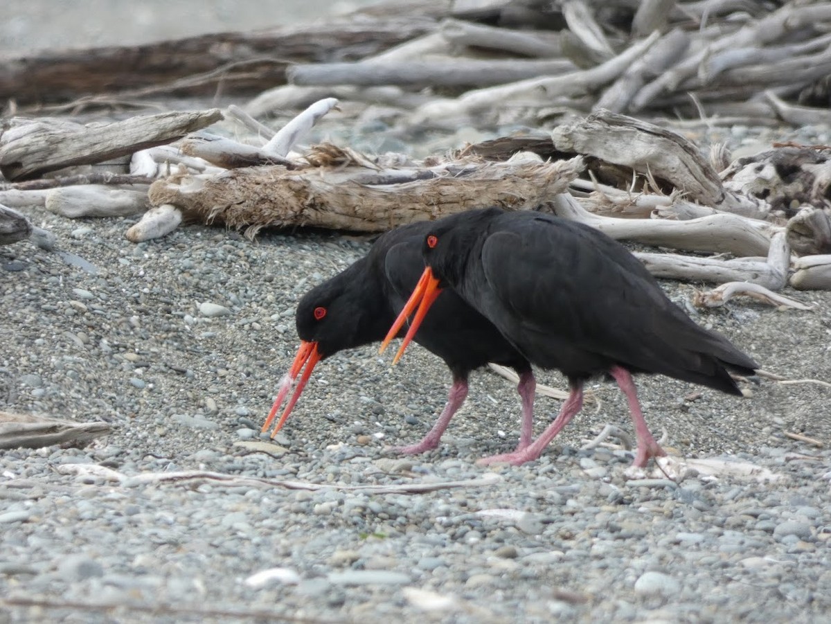 Variable Oystercatcher - ML611105417