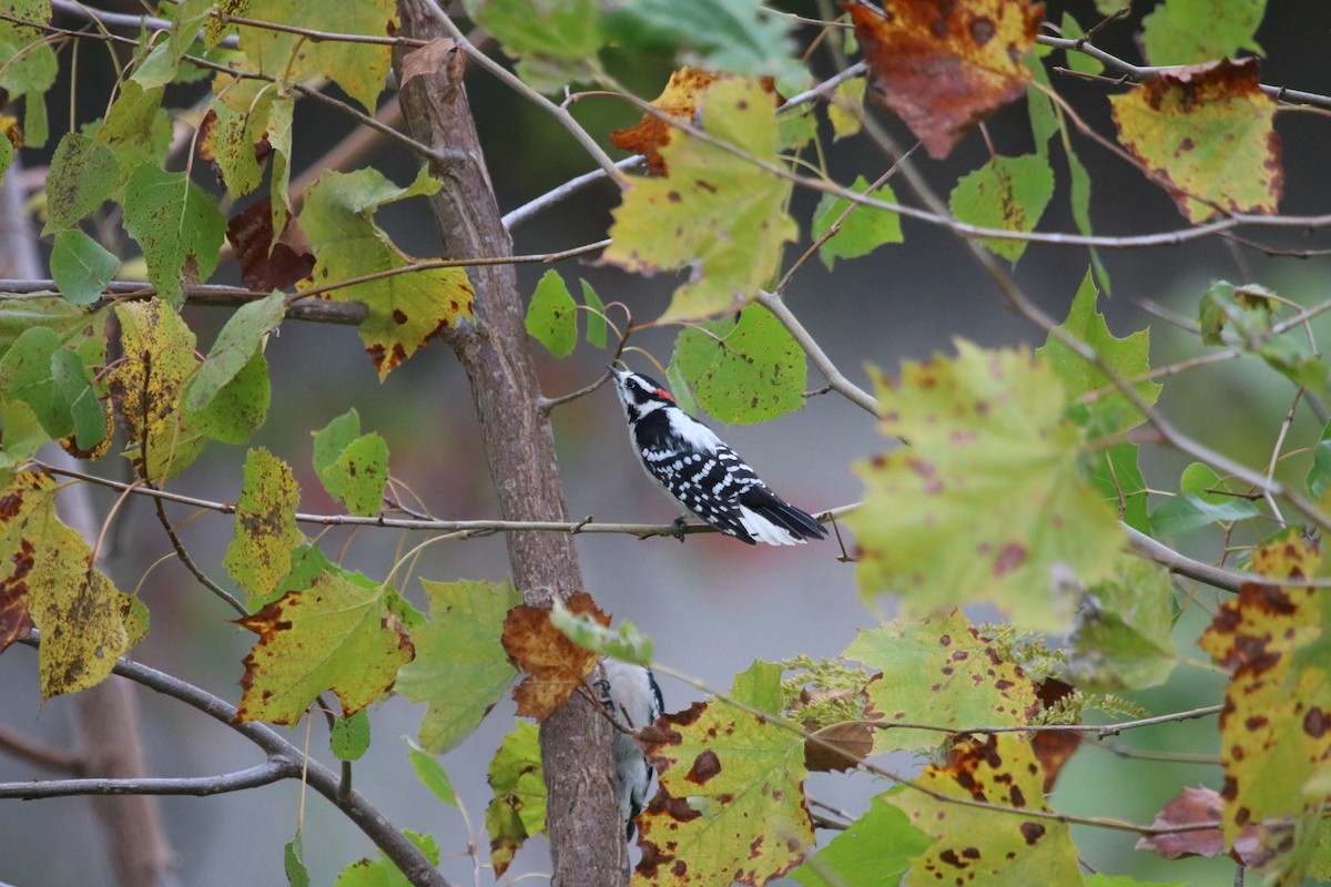 Downy Woodpecker - ML611105428